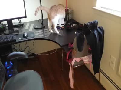 Как отучить кота лазить по вашему рабочему столу (1.3 мб)