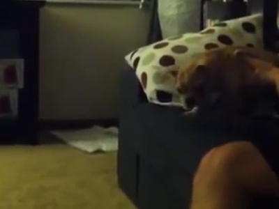 Эпический прыжок щенка с дивана (0.3 мб)