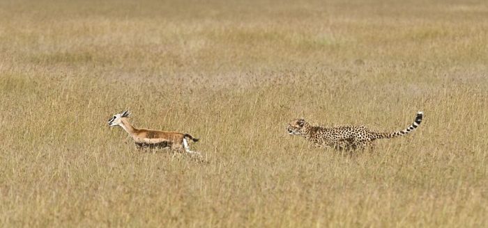 Тест на внимательность: найдите леопарда на снимке (5 фото)