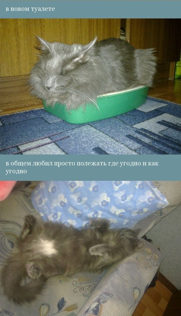 История одного котика (12 фото)