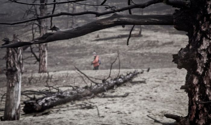 Таинственный "Мертвый лес" на Камчатке (8 фото)