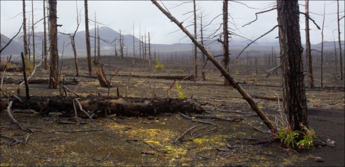 Таинственный "Мертвый лес" на Камчатке (8 фото)