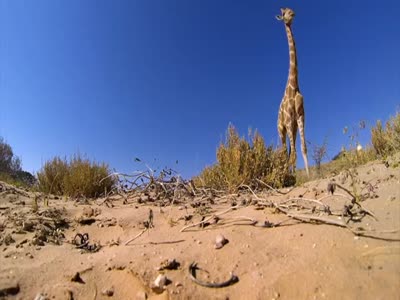 Жираф чуть не растоптал камеру (2.4 мб)