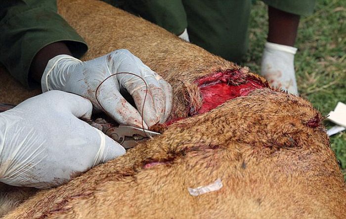 Жуткие последствия схватки львицы с буйволом (9 фото)
