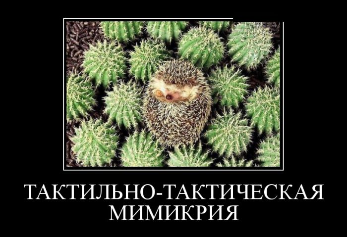 Демотиваторы (30 фото)