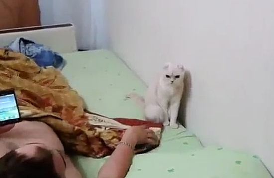 Котейка уважает страну, в которой она живет