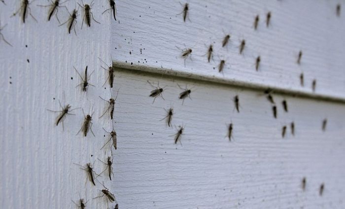 Нашествие комаров в Висконсине (20 фото)