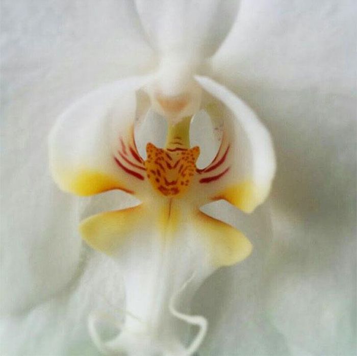 Необычные цветы, которые научились "притворяться" (36 фото)