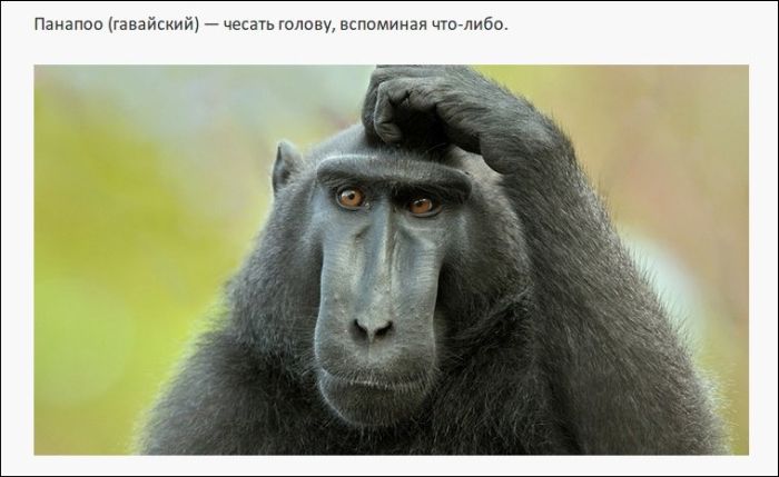 Иностранные слова, которым нет перевода в русском языке (25 фото)