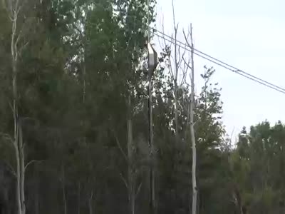 Видео дня Видео дня