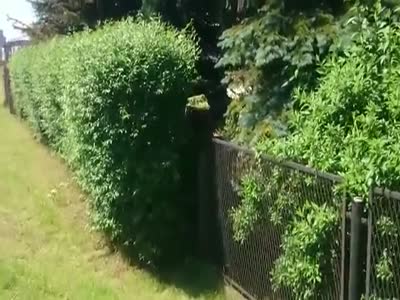 Видео дня Видео дня