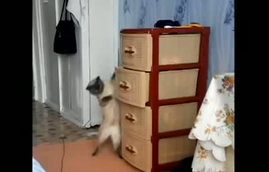 Любопытство до добра не доведёт Любопытство до добра не доведёт