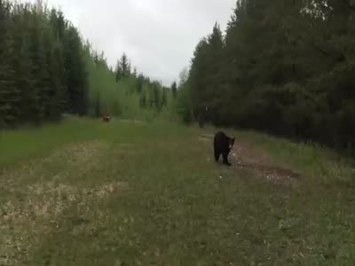 Медведь преследует двух спортсменов в канадском национальном парке (32.3 мб)