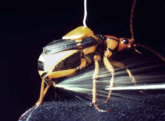 Самые необычные насекомые мира (с фото) | VivaReit