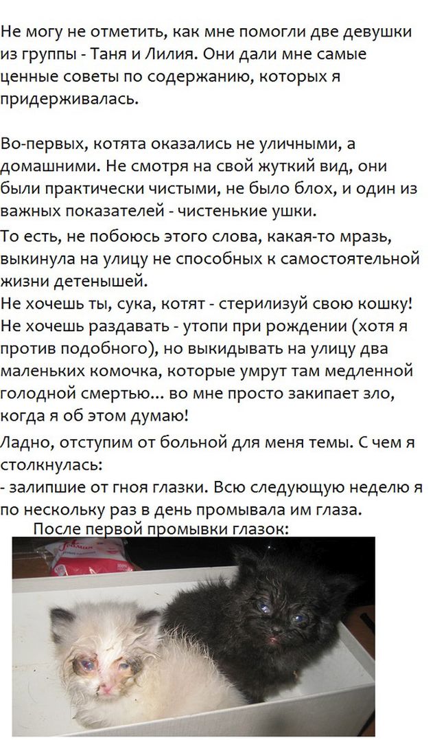 Спасение бездомных котят (5 фото)