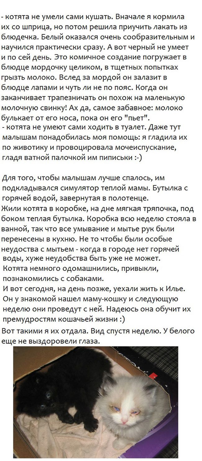 Спасение бездомных котят (5 фото)