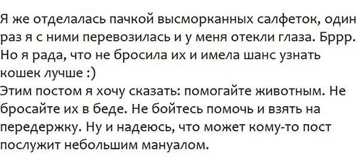 Спасение бездомных котят (5 фото)