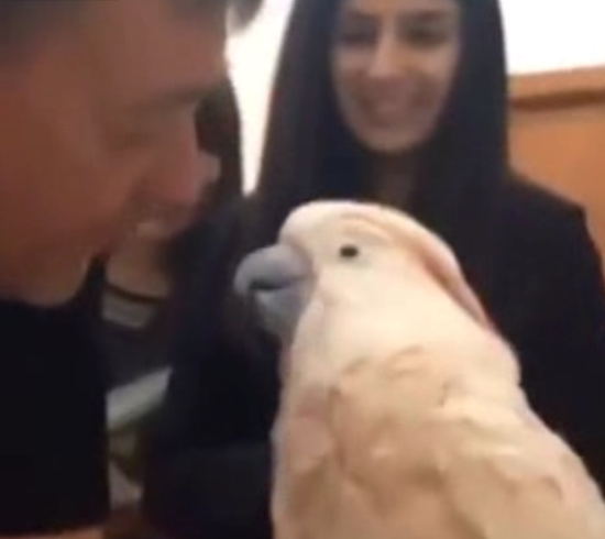 Самый любвеобильный попугай