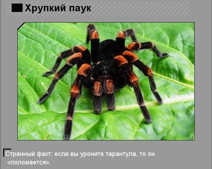 Удивительные факты о необычных созданиях природы (10 фото)