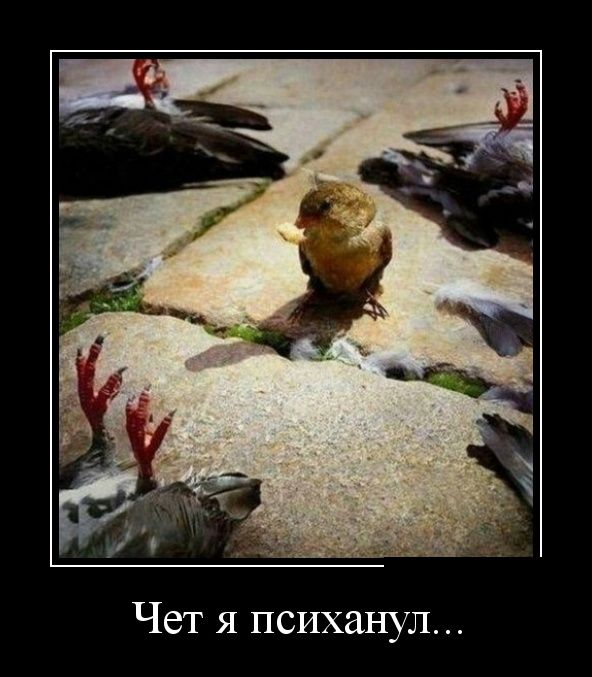 Демотиваторы (30 фото)