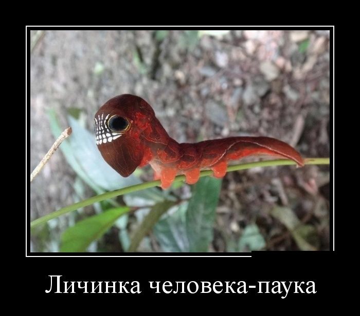 Демотиваторы (30 фото)
