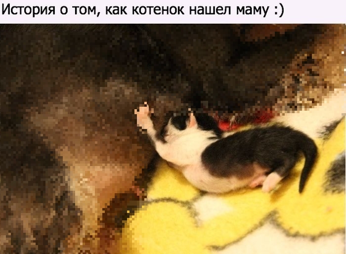 Как котенок нашел необычную маму (10 фото)