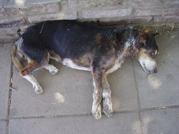 Спасенные от гибели собаки: "до и после" (50 фото)