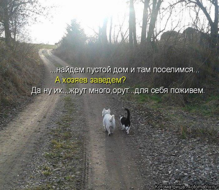 Лучшие котоматрицы недели (50 фото)