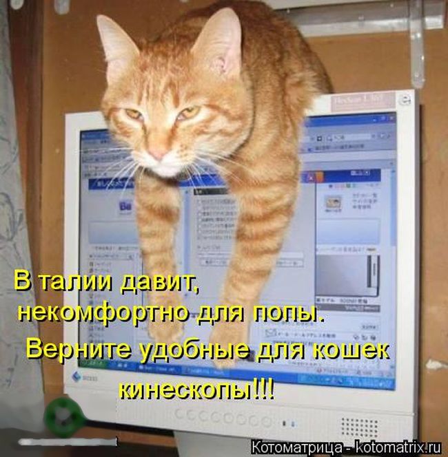 Лучшие котоматрицы недели (50 фото)