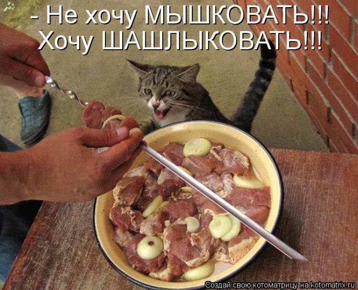 Лучшие котоматрицы недели (50 фото)