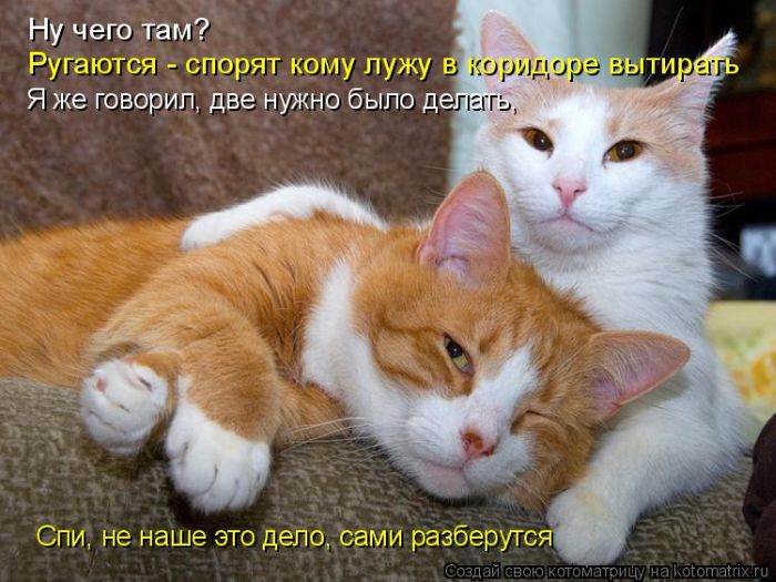 Лучшие котоматрицы недели (50 фото)