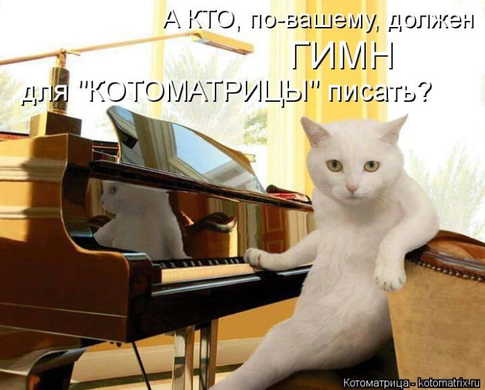 Лучшие котоматрицы недели (50 фото)