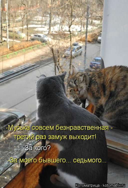 Лучшие котоматрицы недели (50 фото)