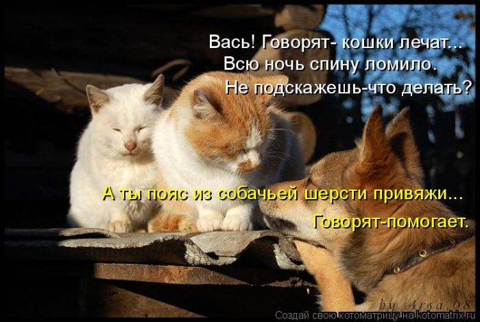 Лучшие котоматрицы недели (50 фото)
