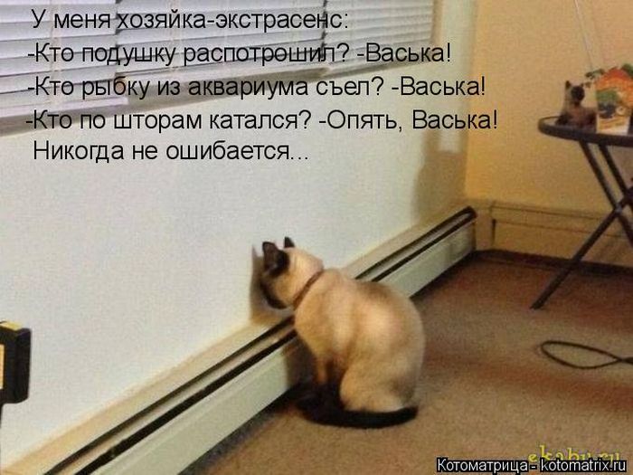 Лучшие котоматрицы недели (50 фото)