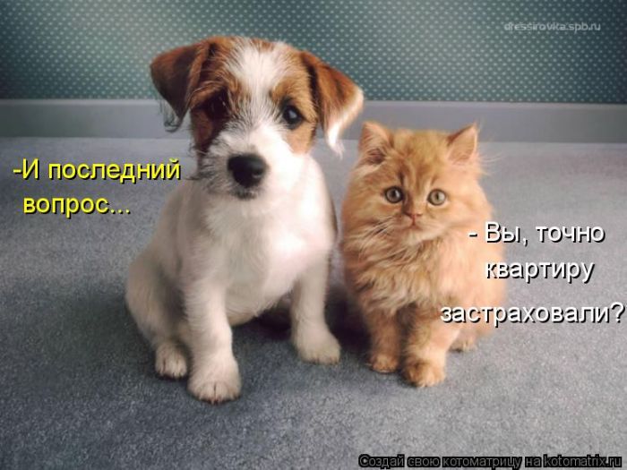 Лучшие котоматрицы недели (50 фото)