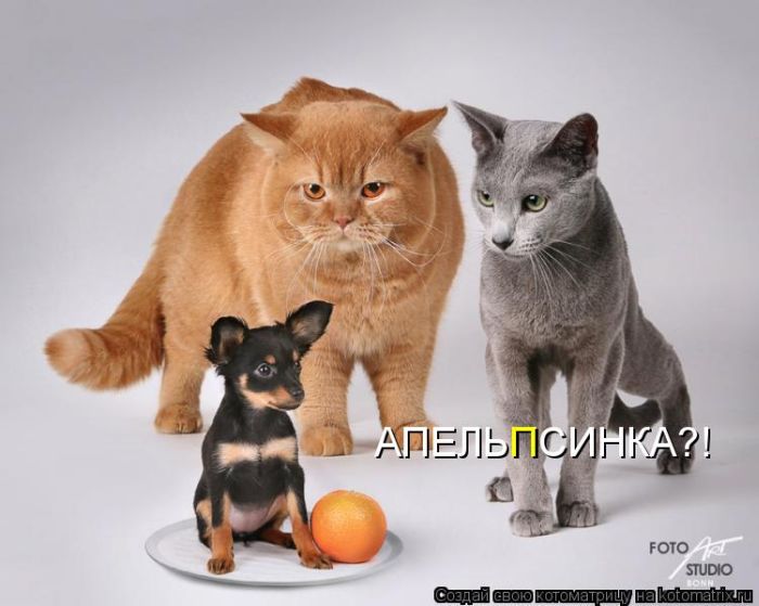 Лучшие котоматрицы недели (50 фото)