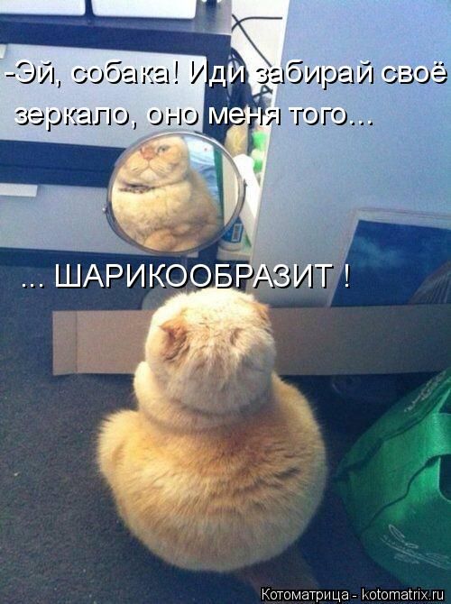Лучшие котоматрицы недели (50 фото)