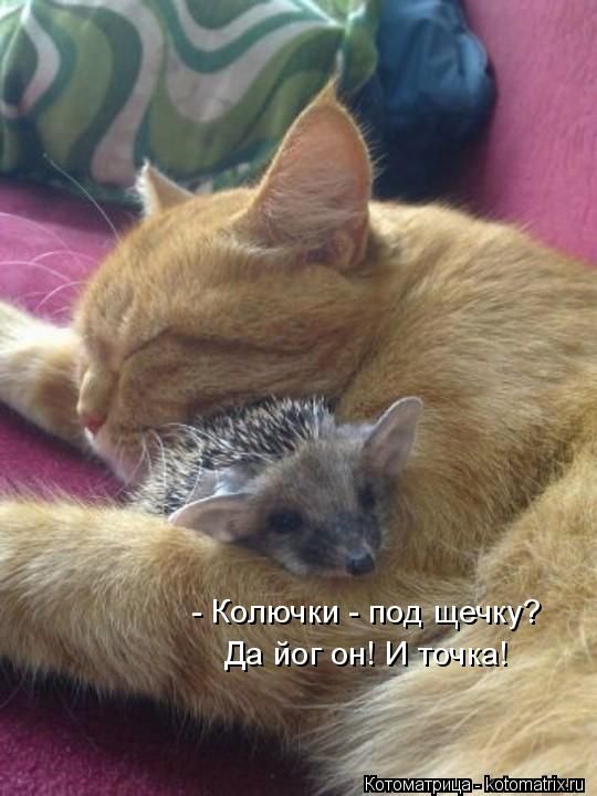 Лучшие котоматрицы недели (50 фото)