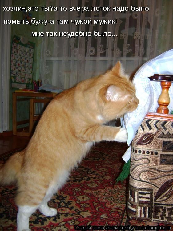 Лучшие котоматрицы недели (50 фото)