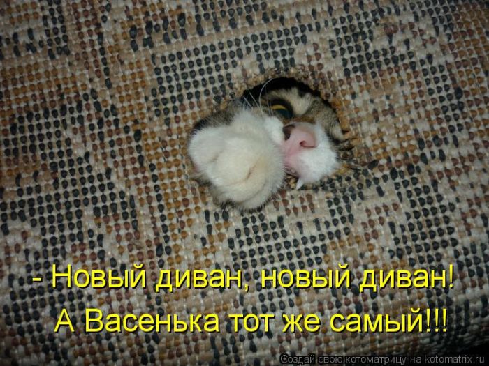 Лучшие котоматрицы недели (50 фото)