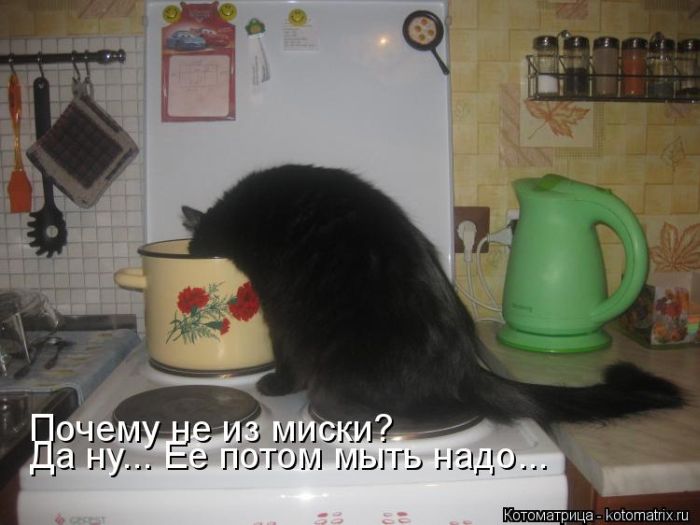 Лучшие котоматрицы недели (50 фото)