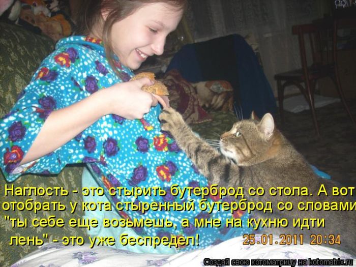 Лучшие котоматрицы недели (50 фото)