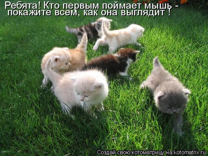 Лучшие котоматрицы недели (50 фото)