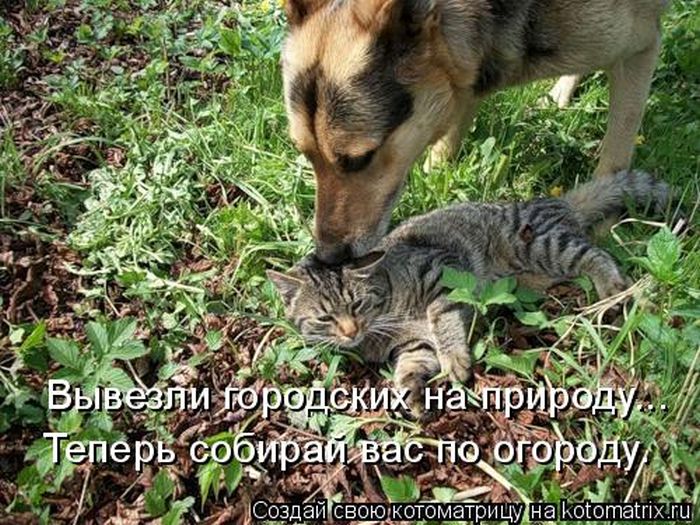 Лучшие котоматрицы недели (50 фото)