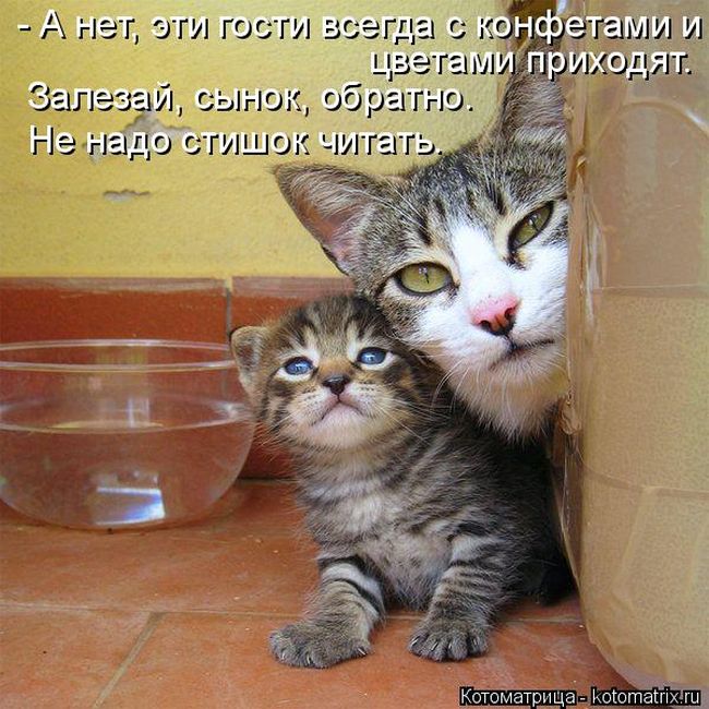 Котомания фото с прикольными надписями