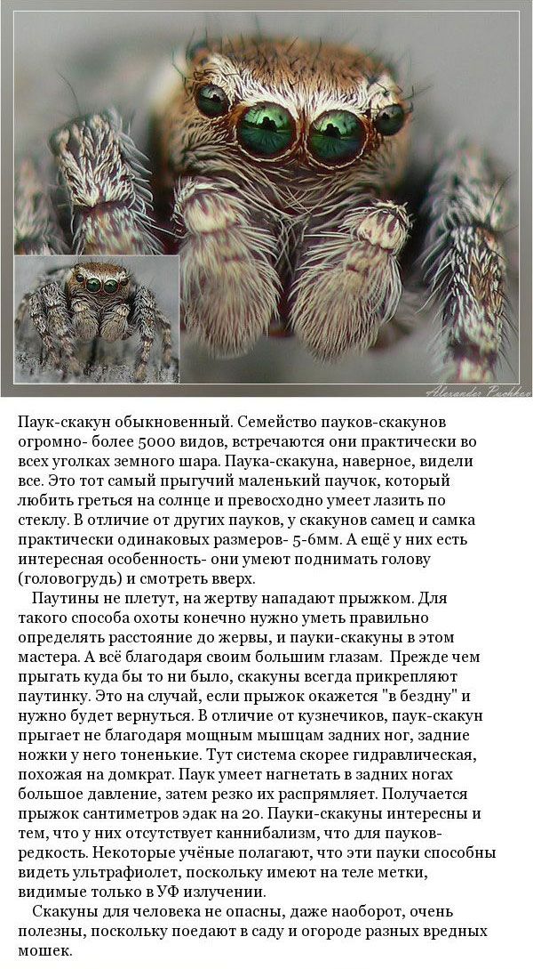 Какие пауки обитают на территории России (9 фото)