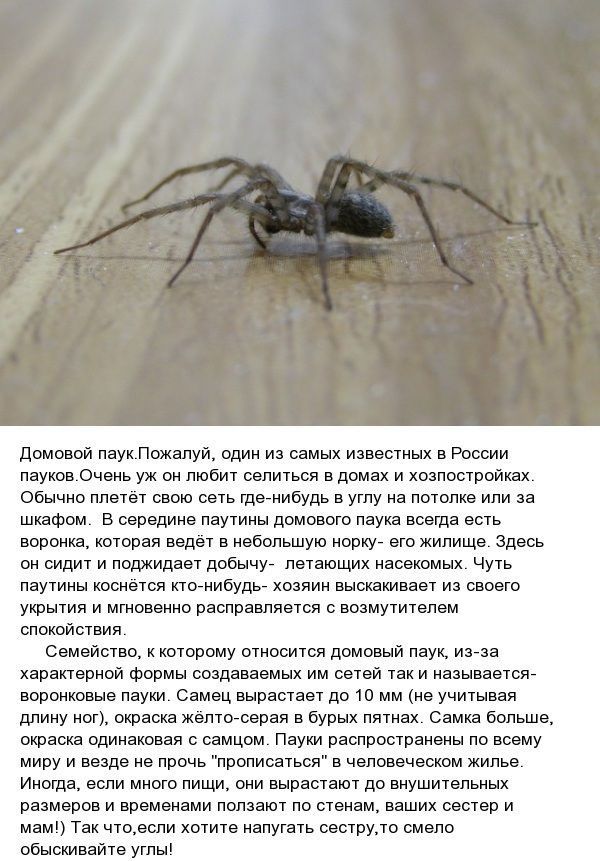 «Мы сами создали им комфорт и уют»: жители Волгограда сообщают о нашествии пауков