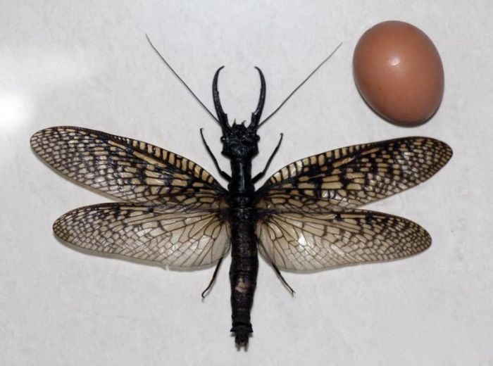 Жуткое насекомое прямиком из ночных кошмаров (5 фото)
