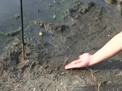 Простой способ: Как приручить лягушку (2.9 мб)
